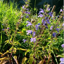 Dracocéphale de Moldavie