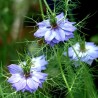 Nigelle de Damas