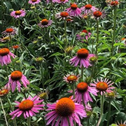 Echinacée pourpre
