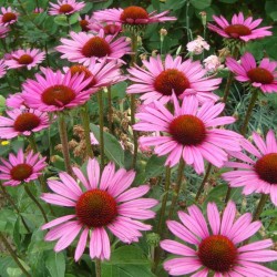 Echinacée pourpre
