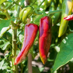 Piment Gorria (type Espelette)