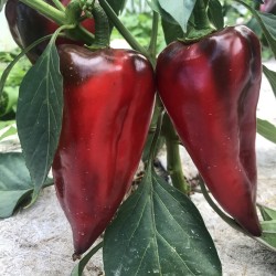 Poivron Violet de Hongrie