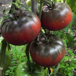 Tomate Noire de Crimée