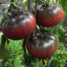 Tomate Noire de Crimée