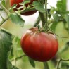 Tomate Noire de Crimée