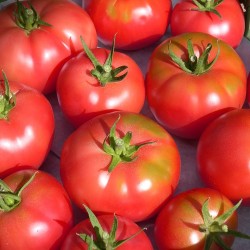 Tomate Rose de Berne du Liechtenstein