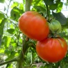 Tomate De Paudex