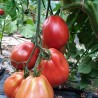 Tomate Cœur de Bœuf de Nice