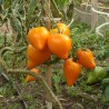 Tomate Jaune du lac de Bret