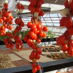 Tomate Spongillo di Torre del Greco