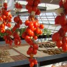 Tomate Spongillo di Torre del Greco