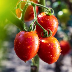 Tomate Spongillo di Torre del Greco