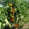 Tomate cerise Zuckertraube