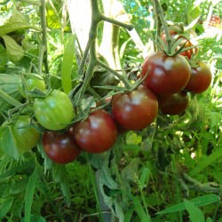 Tomate cerise Black Cherry