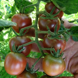 Tomate cerise Black Cherry