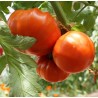 Tomate De Chancy