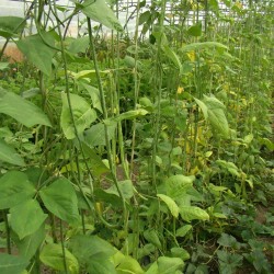Haricot kilomètre Des Açores