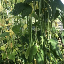 Haricot kilomètre Des Açores