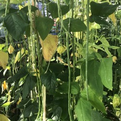 Haricot kilomètre Des Açores