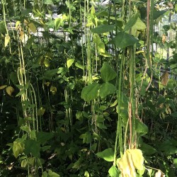 Haricot kilomètre Des Açores