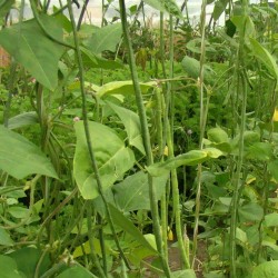 Haricot kilomètre Des Açores