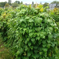 Haricot à rames de Bözingen