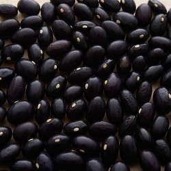 Haricot à rames Beurré or du Rhin