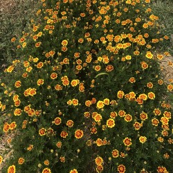 Tagète Légion d’honneur