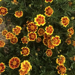 Tagète Légion d’honneur