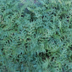 Pois-chiche de l'avenir