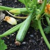 Courgette de Gênes Striée Vert-Jaune