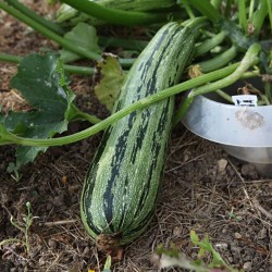 Courgette de Gênes Striée Vert-Jaune