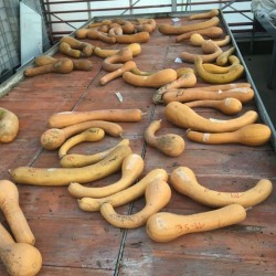 Courge Longue de Nice