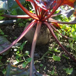 Betterave Noire de Lausanne