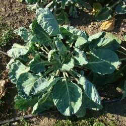 Chou de Bruxelles Perfection de Genève