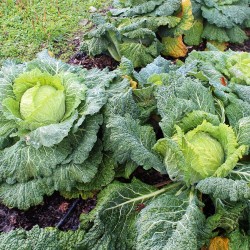 Chou frisé A pied court de Plainpalais