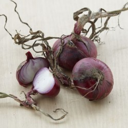 Oignon Rouge de Genève