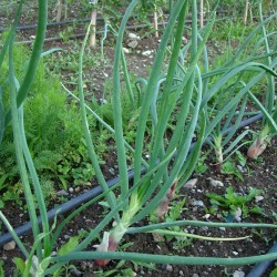 Oignon Rouge de Florence