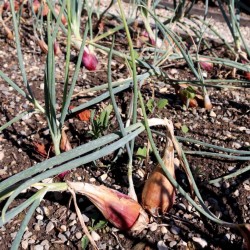 Oignon Rouge de Florence
