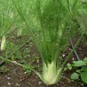 Fenouil Fino