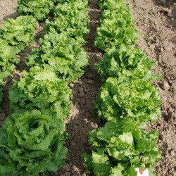 Laitue Chou de Naples