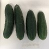 Concombre Lunghissimo Verde
