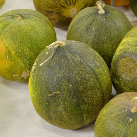 Melon Collective Farm Woman