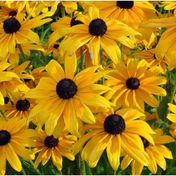Rudbeckia