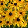 Rudbeckia
