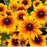 Rudbeckia