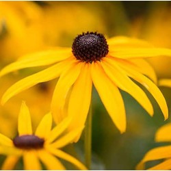 Rudbeckia