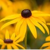 Rudbeckia