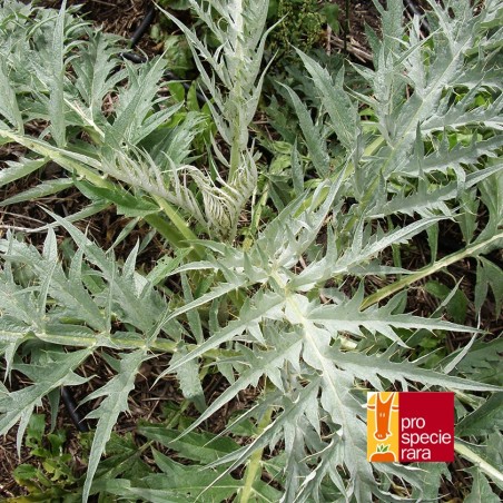 Cardon Argenté épineux de Plainpalais