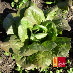 Laitue romaine Brune de Genève
